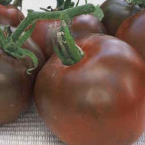 Black Russian Tomato grown by Terrapin Farm