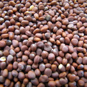 Bulk Seed - Available Online