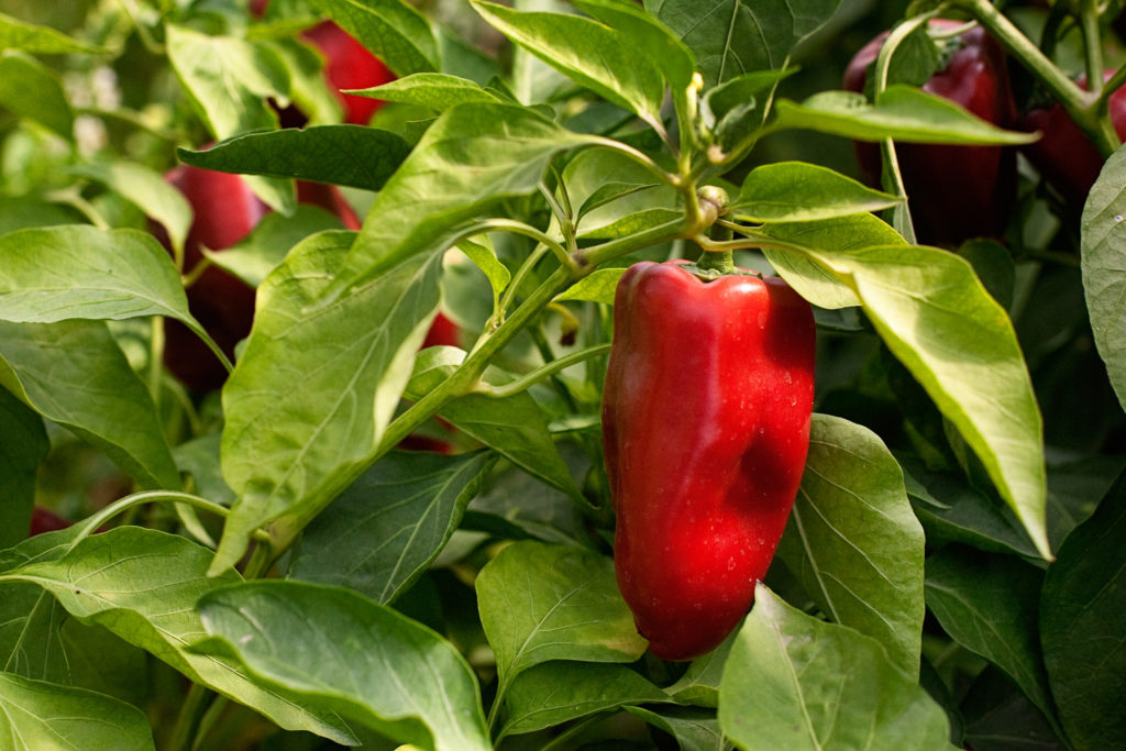 Lipstick Organic Sweet Pepper Seed Triple Divide Organic Seeds