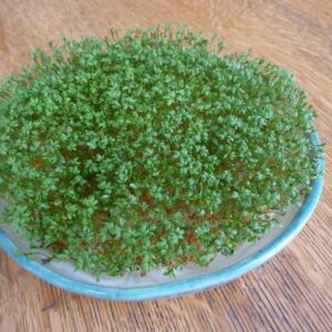 Curled Cress Seeds Organic 